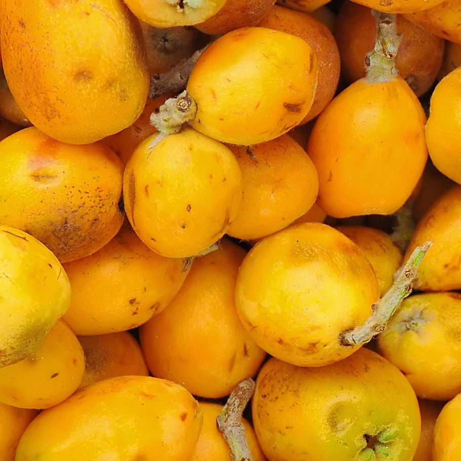 Амарула дерево