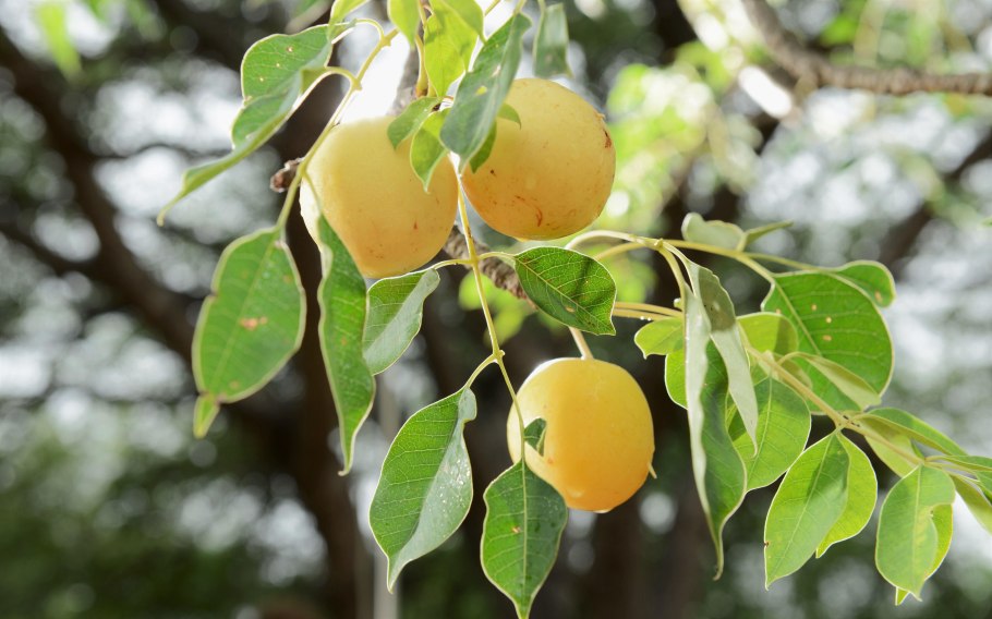 Марула фрукт дерево