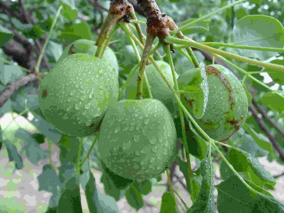 Плод Марули