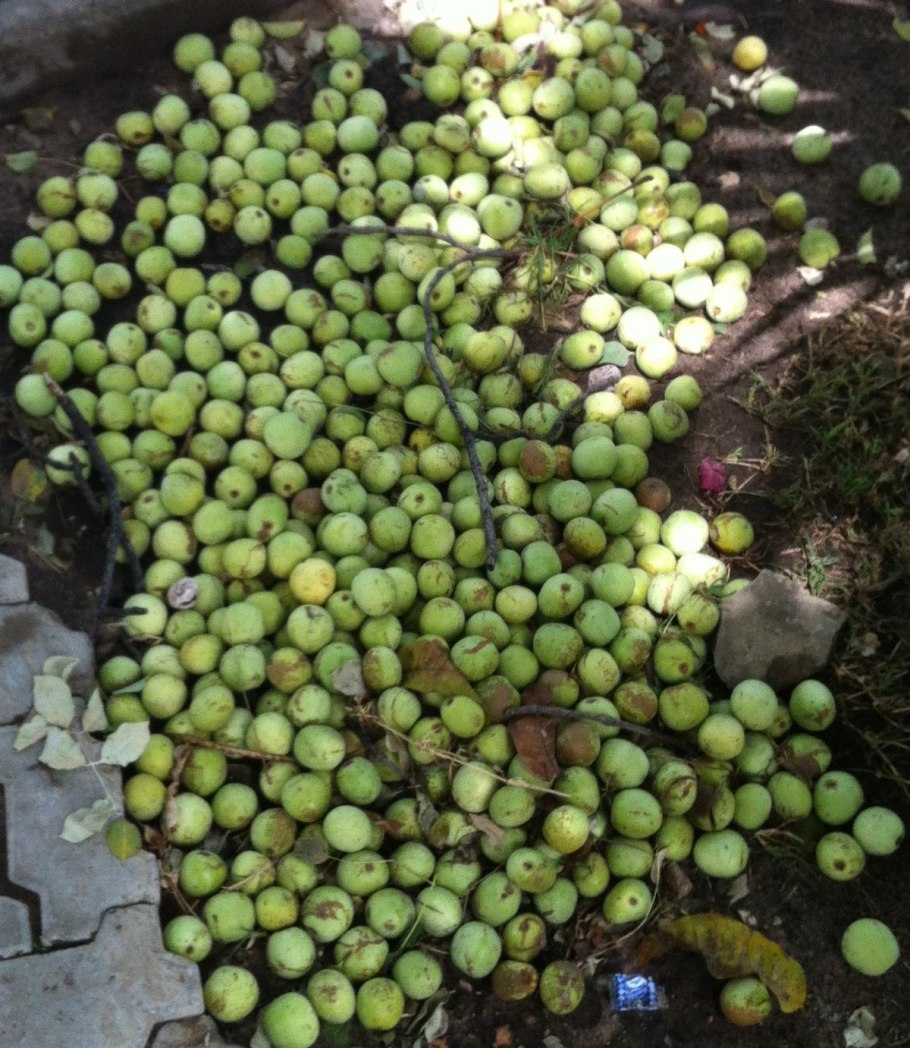 Индийский крыжовник амла