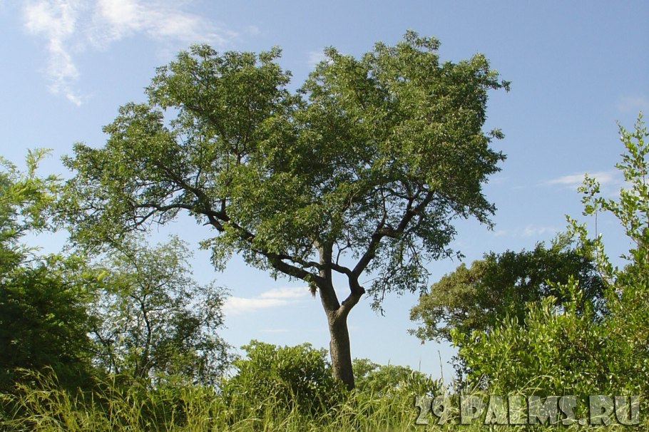 Марула дерево