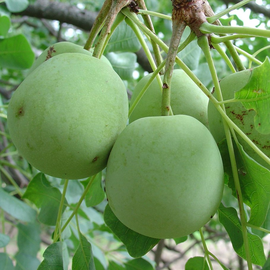 Дерево Марула в Африке