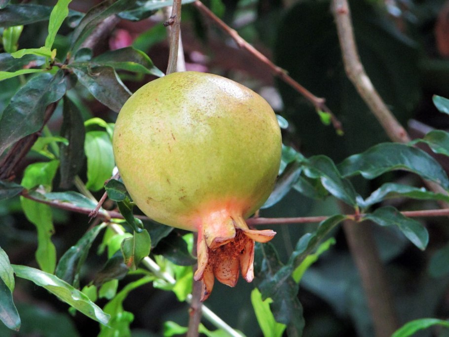 Офисные растения Марула Африканская блок