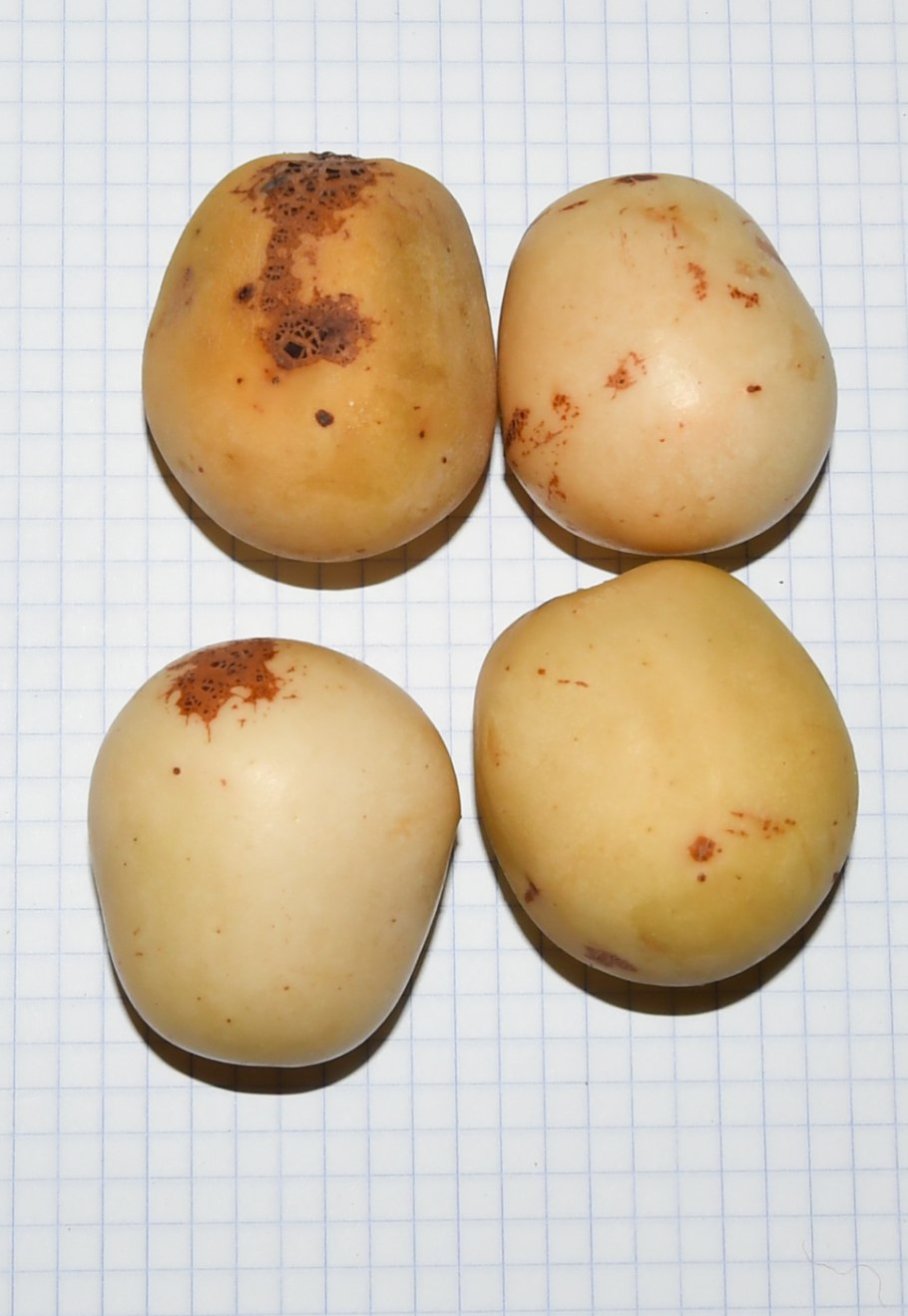 Дерево Склерокария эфиопская Марула