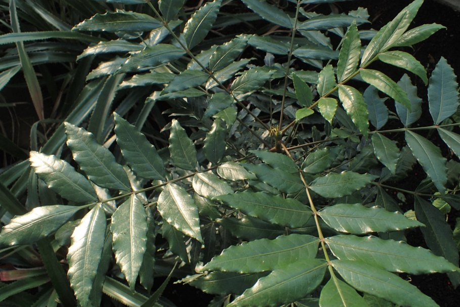 Дерево Марула в Израиле