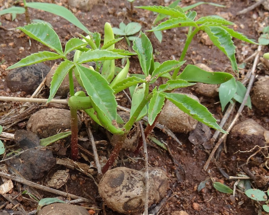 Марула фрукт