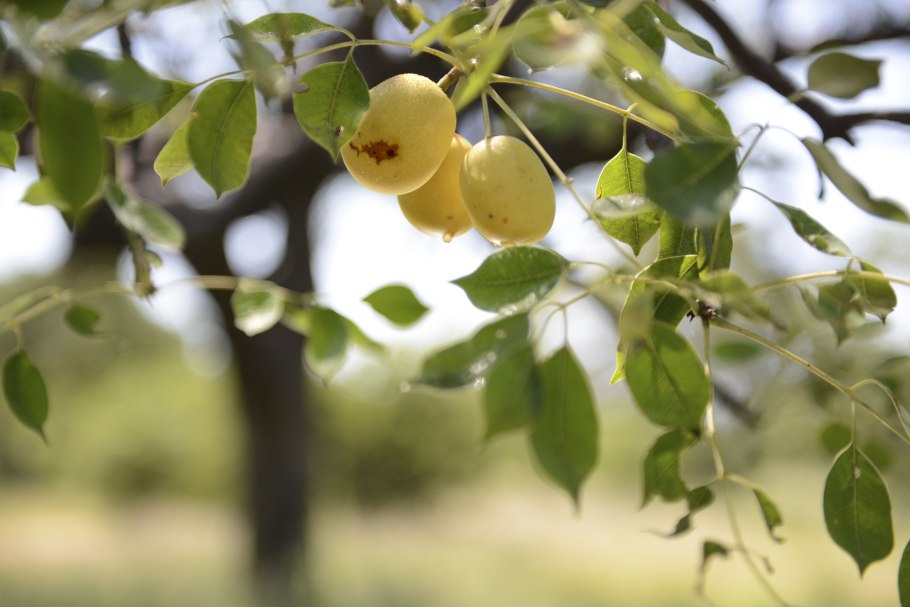 Марула дерево
