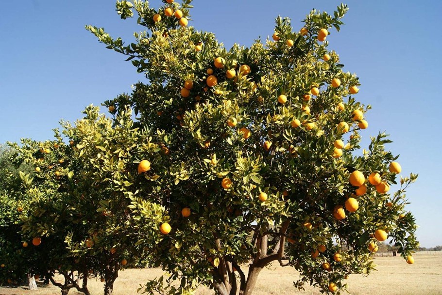 Плоды дерева Марула