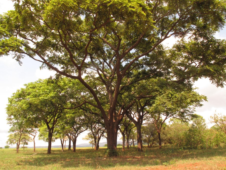 Фрукт Марула вкус