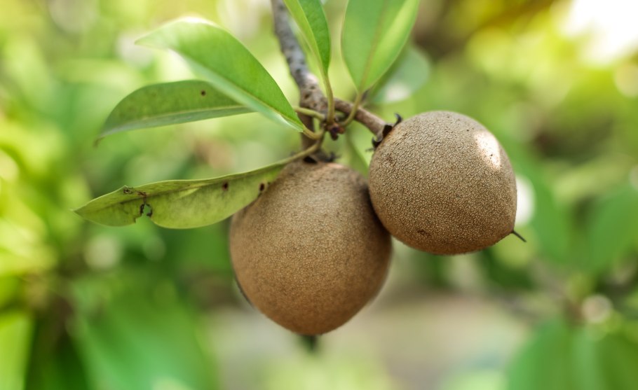 Дерево Склерокария эфиопская Марула