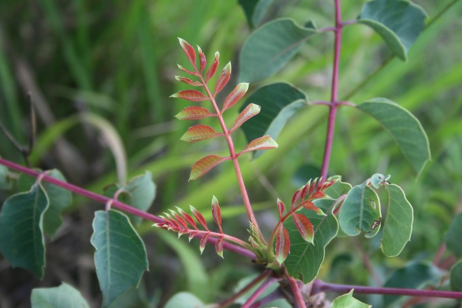 Марула фрукт