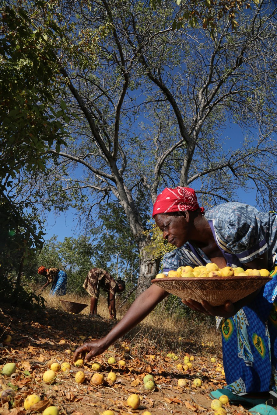 Марула (Marula)