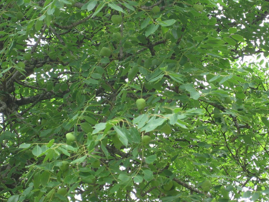 Sclerocarya birrea Seed PNG