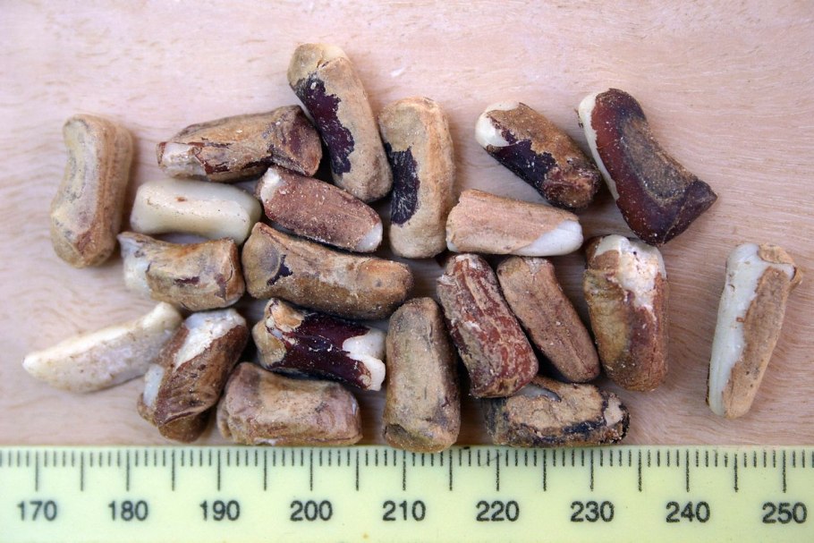 Африканский плод Марула