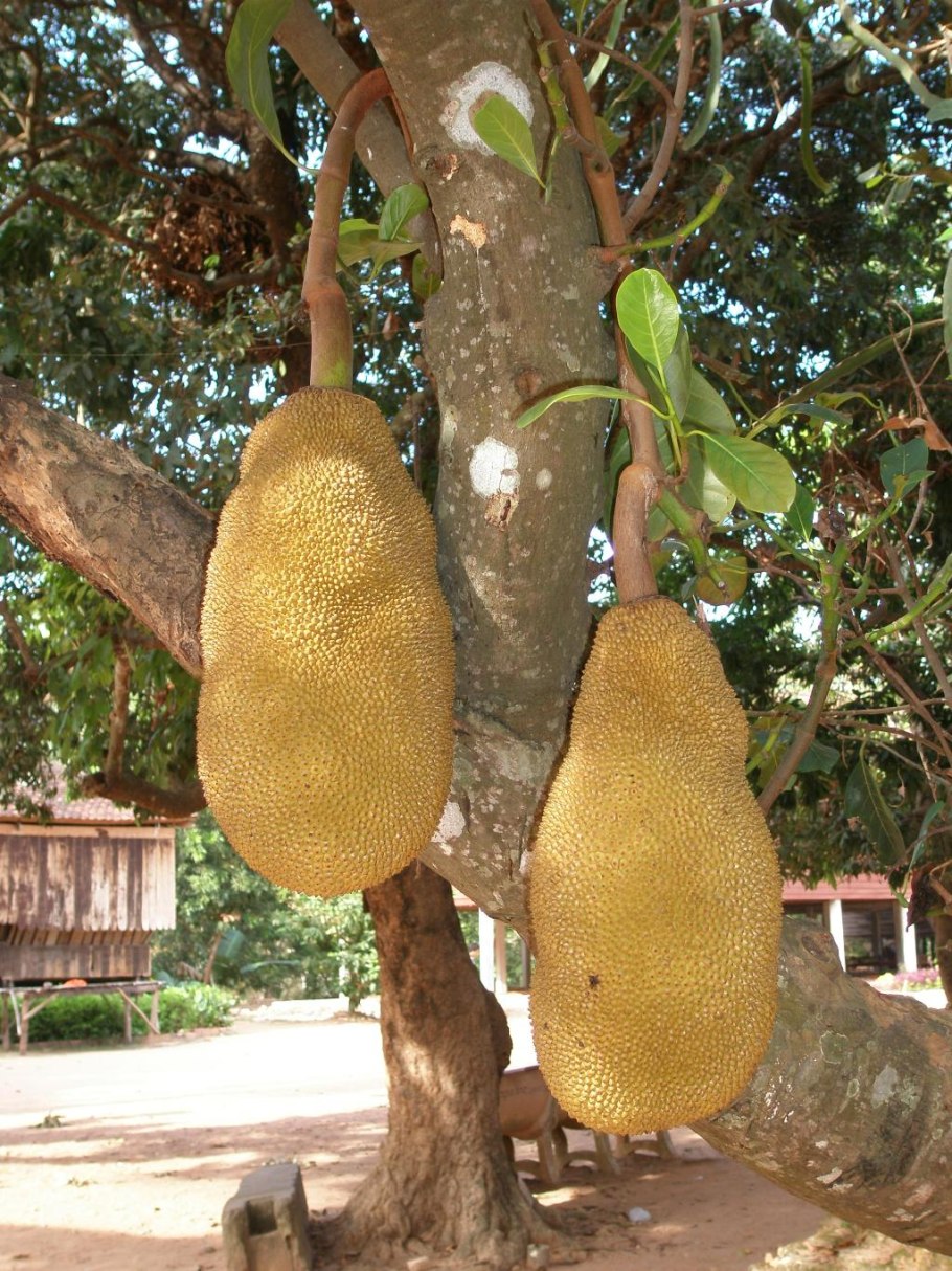 Хлебное дерево джекфрут