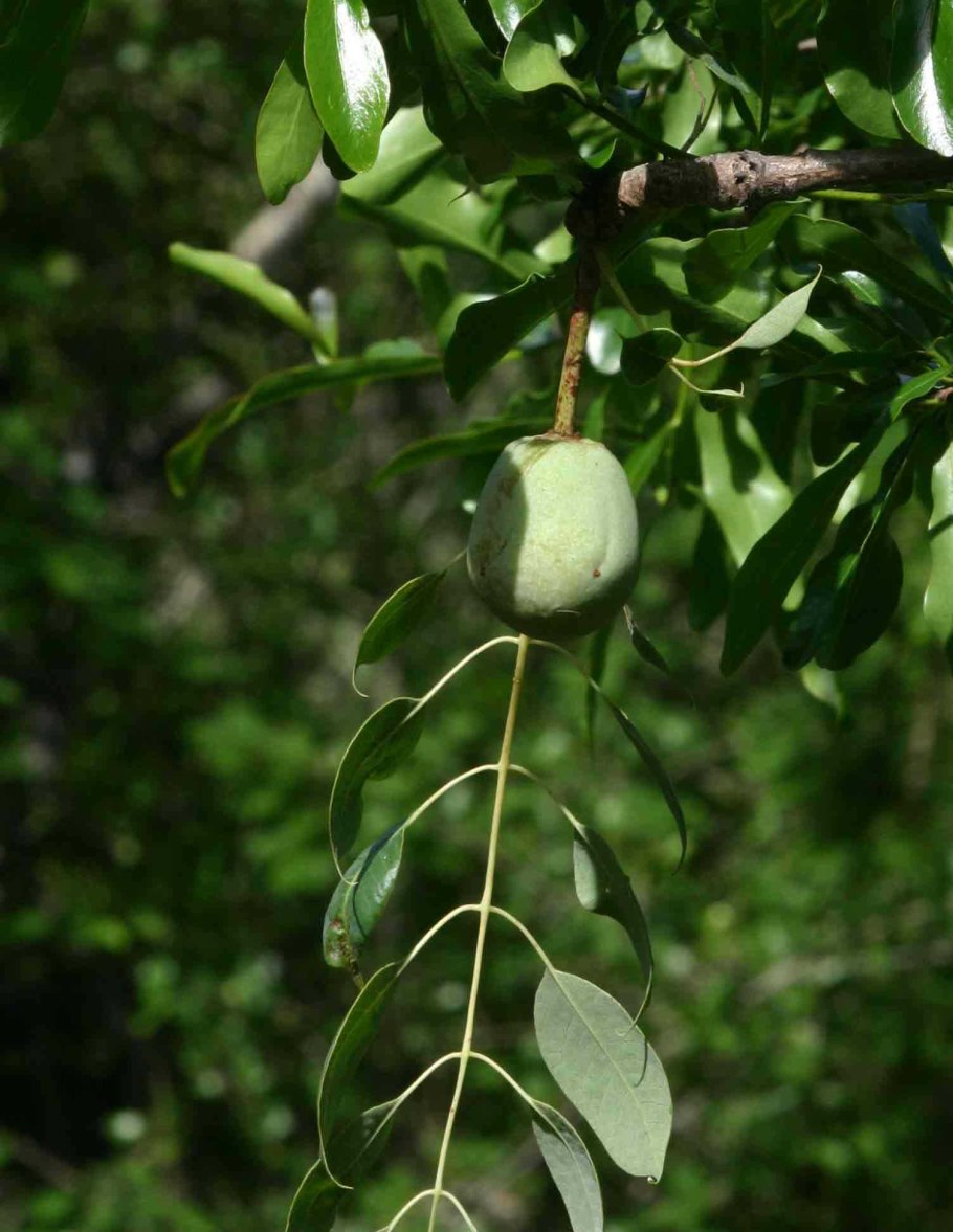 Дерево Марула в Африке