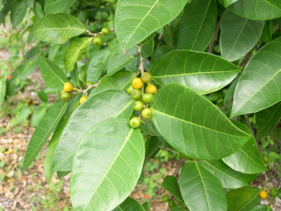 Марула дерево