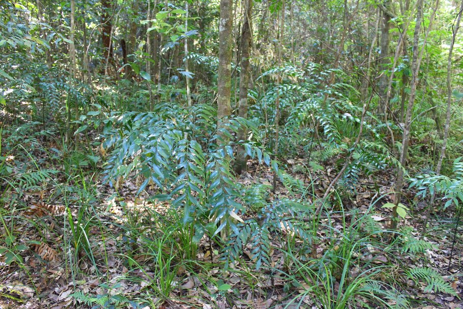 Бовения строение