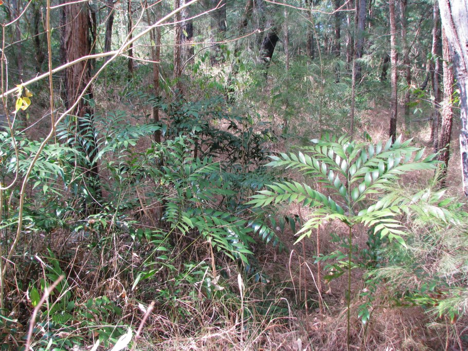 Стангерия шерстистая