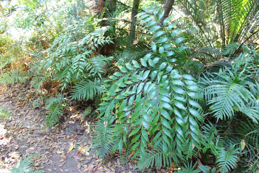 Bowenia spectabilis