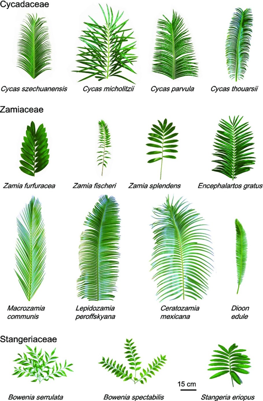 Стангерия шерстистая растение