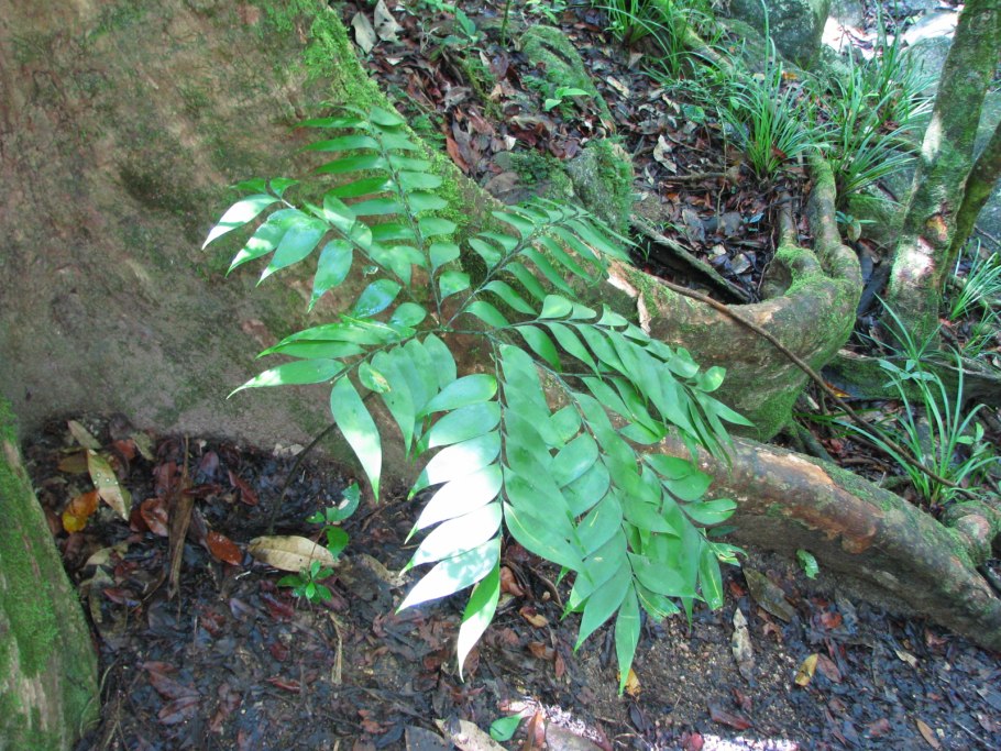 Бовения мелкопильчатая