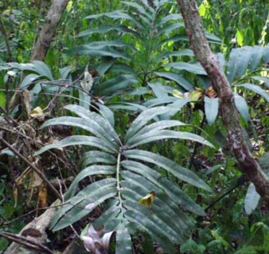 Цератозамия Мексиканская