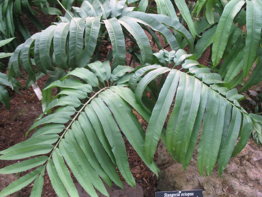 Шишка саговника