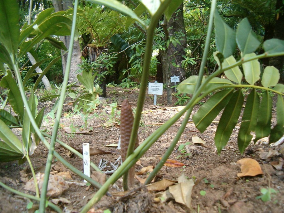 Бовения мелкопильчатая Bowenia serrulata