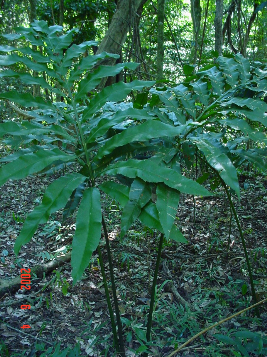 Ceratozamia mexicana Brongn.