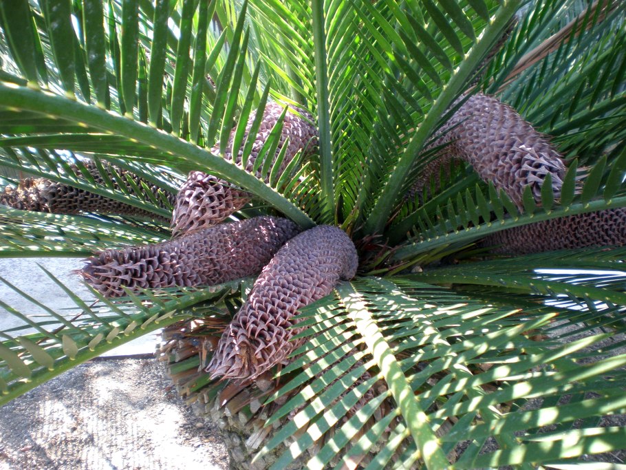 Dioon spinulosum