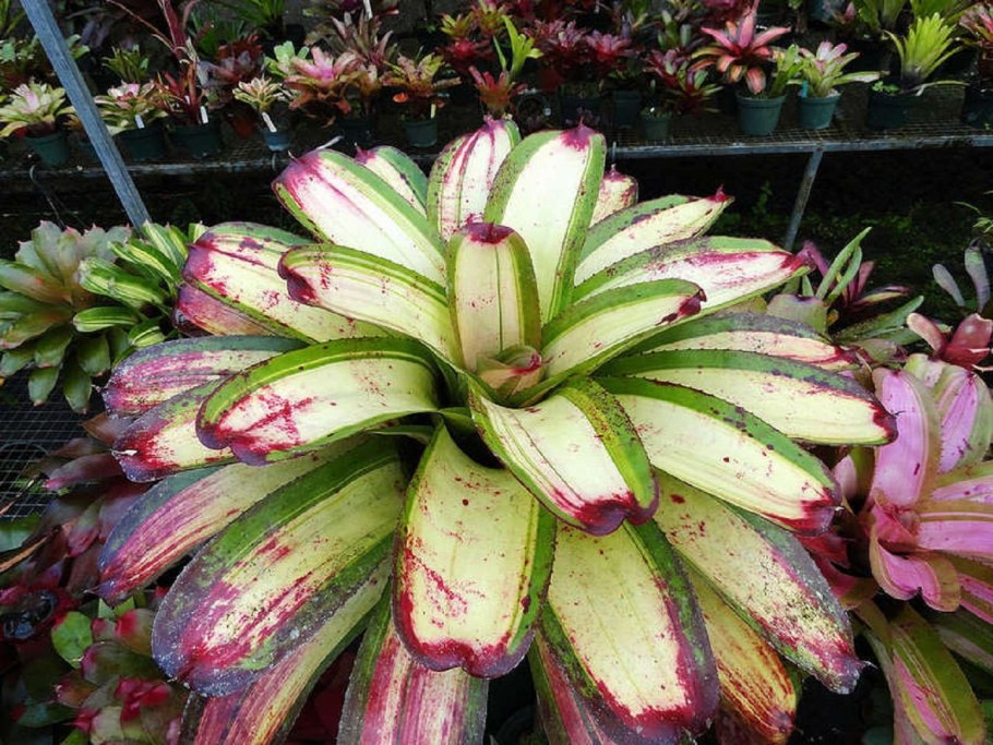 Сумах уксусное дерево