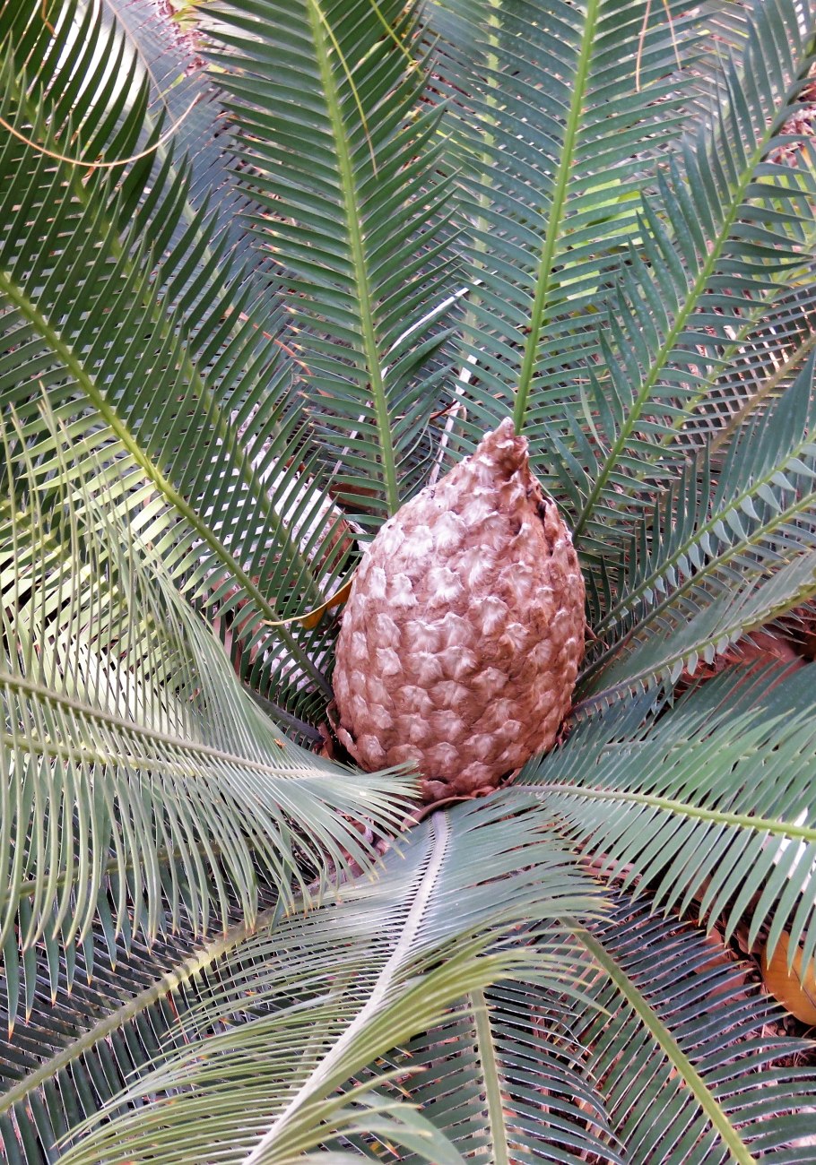 Cyathea podophylla