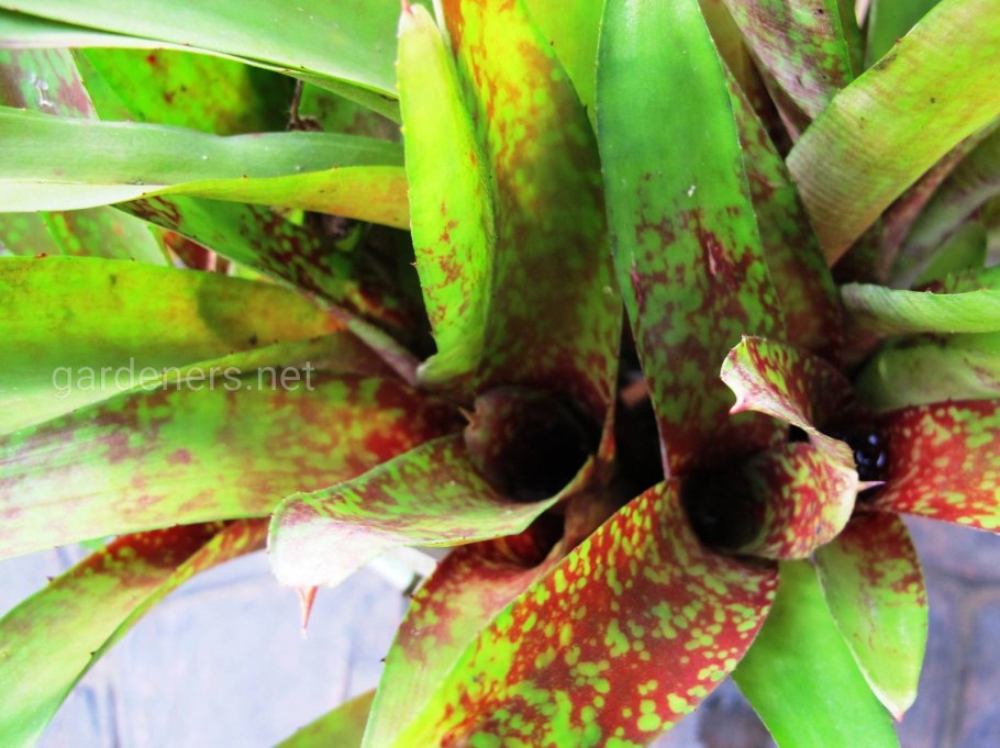 Карбюратор leader pz19jb