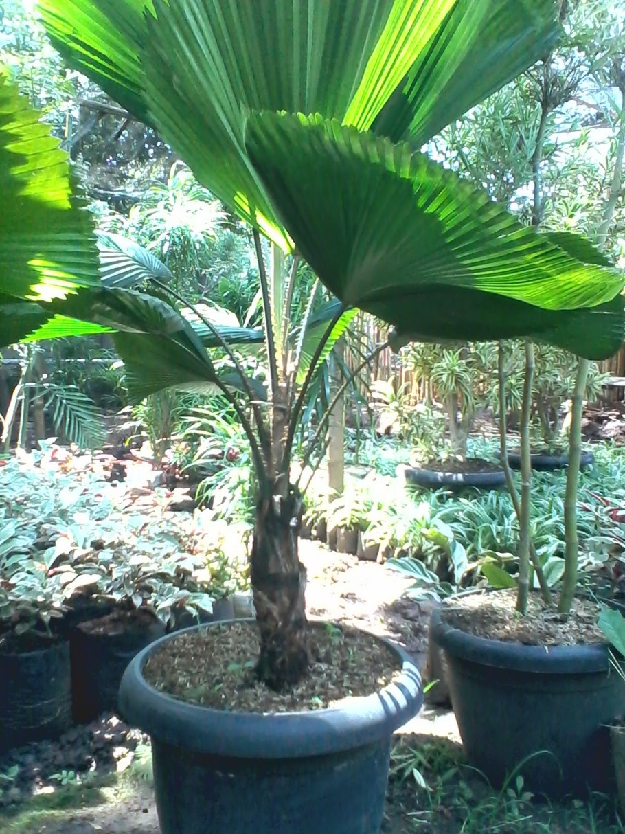 Диоон съедобный