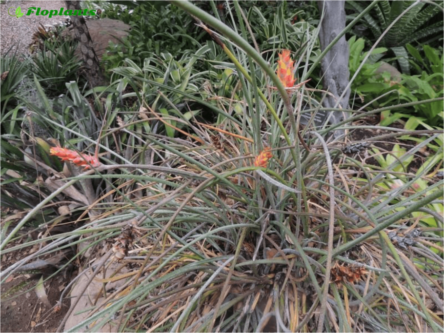 Цедрела душистая