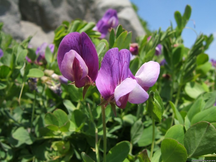 Пекан обыкновенный (Carya ILLINOINENSIS L.)