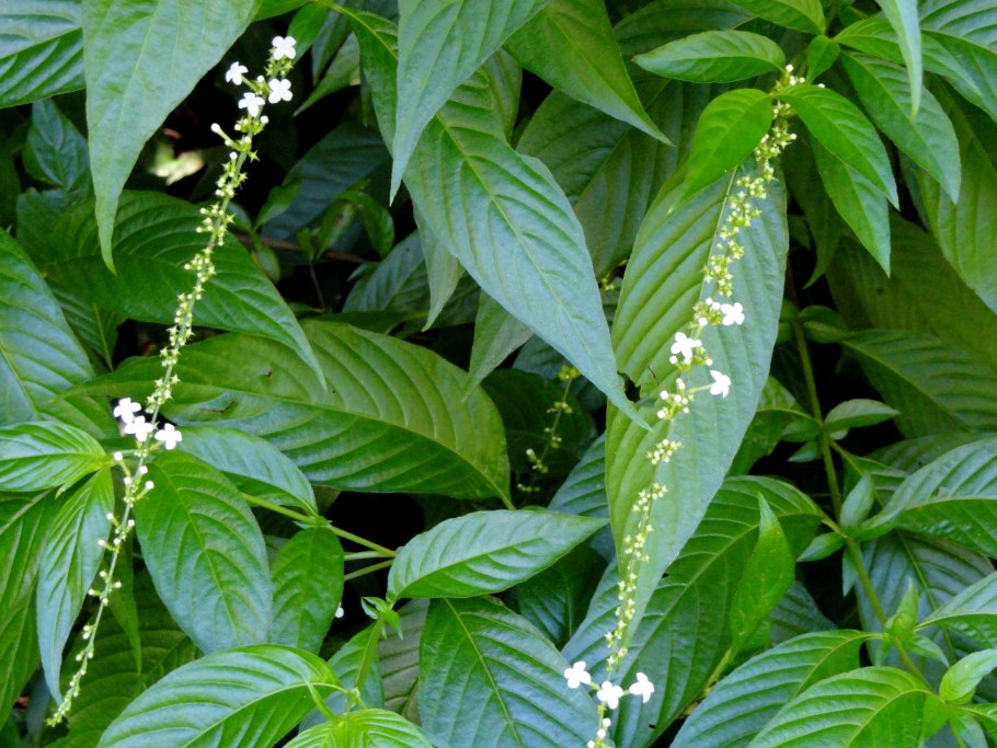 Молочай кустарниковый