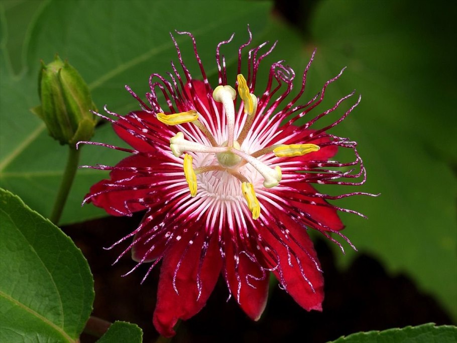 Повилика европейская Cuscuta europaea