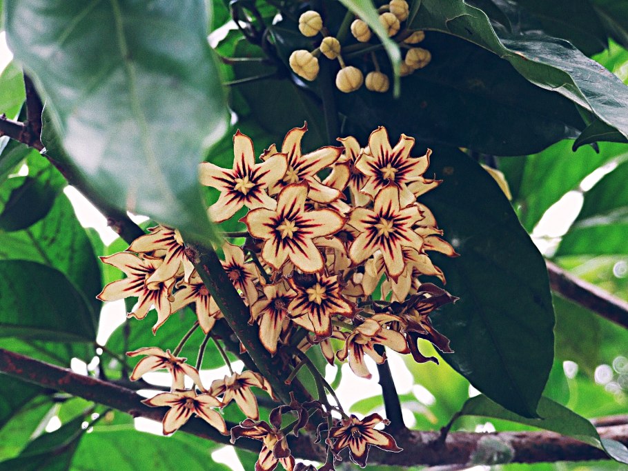 Растения семейства баланофоровых