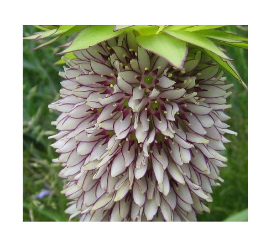 * Агава нитеносная (Agave filifera)