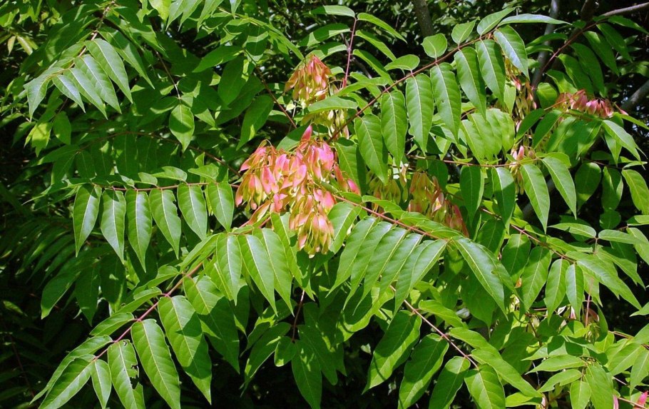 Айлант китайский ясень