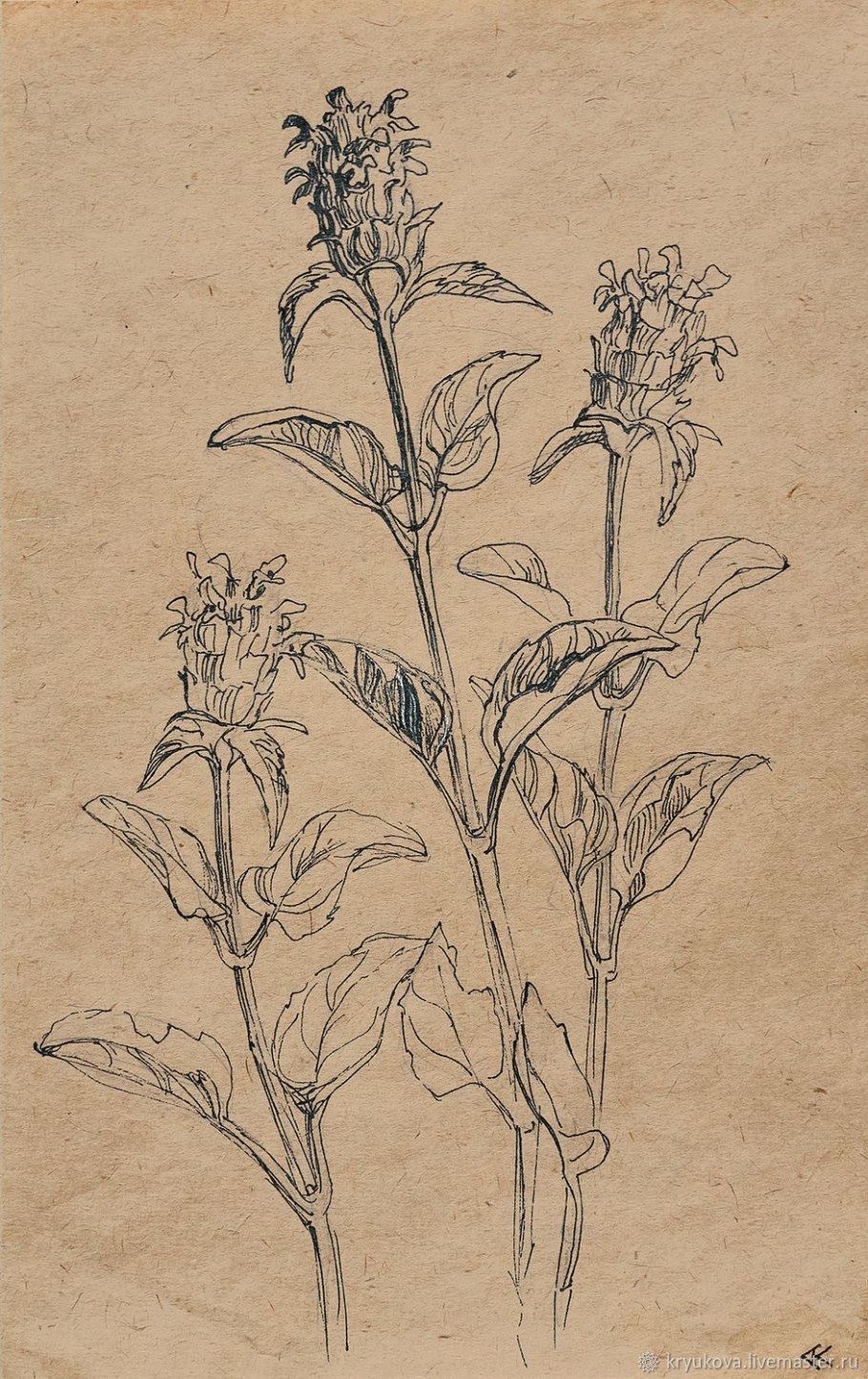 Salvia officinalis Ботанический рисунок