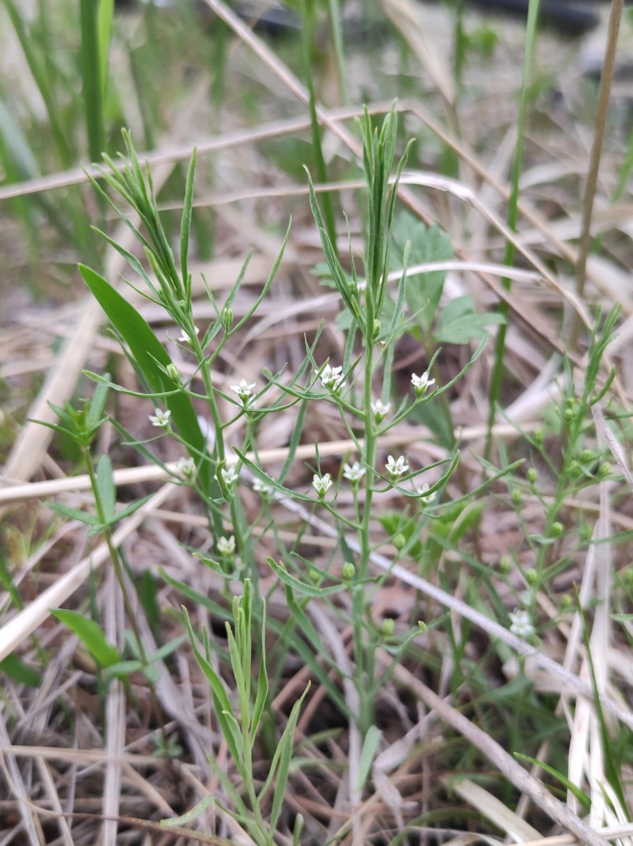 Thesium alpinum