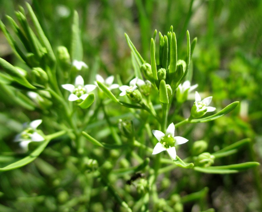 Thesium ebracteatum