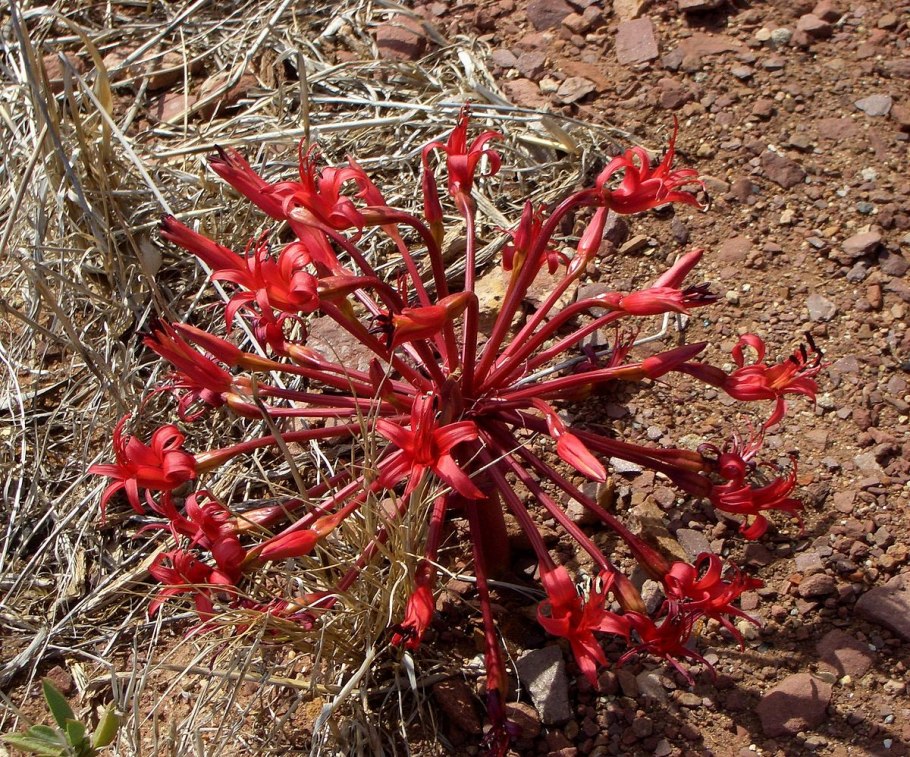 Брунсвигия дерево Лилия