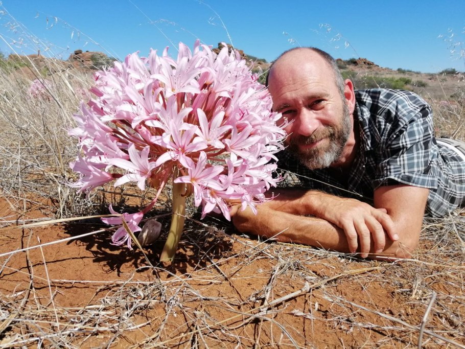 Брунсвигия крупноцветковая