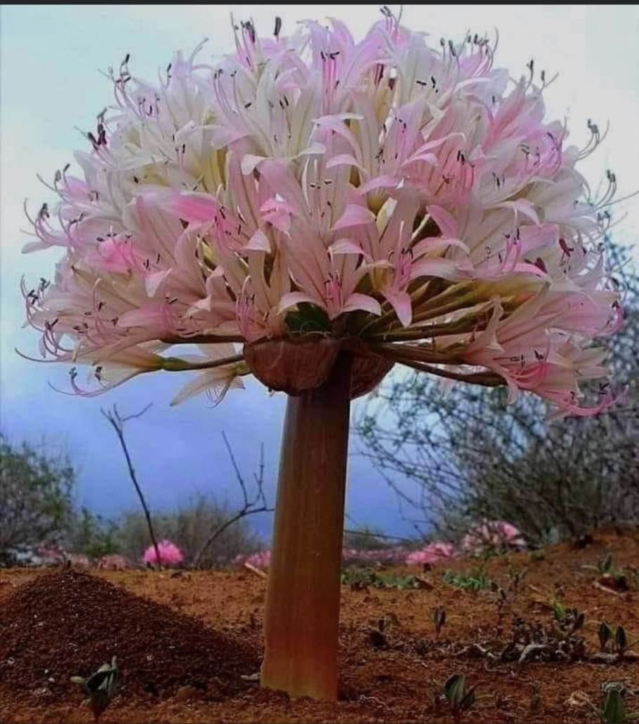 Brunsvigia grandiflora