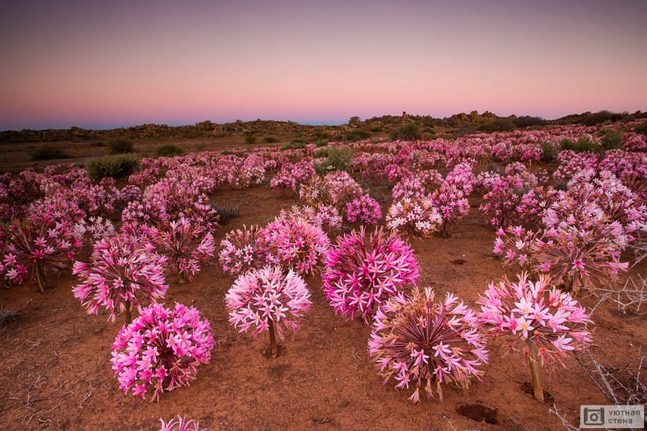 Amaryllis Belladonna