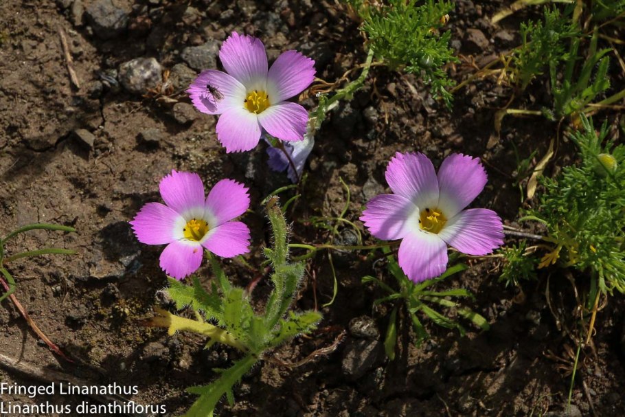 Ascalonicum Amaryllidaceae